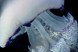 Mackerel: Jack Mackerel (Trachurus sp) juveniles using a Jellyfish