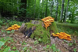 Clump: Jack-o'-lantern mushroom highly toxic fungus growing