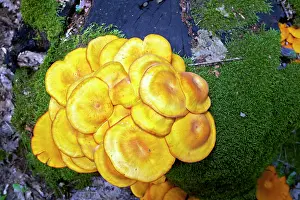 Clump: Jack-o'-lantern mushroom highly toxic fungus growing