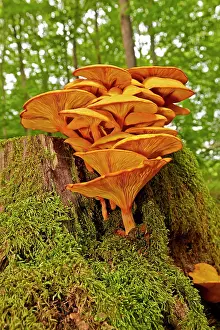 Clump: Jack-o'-lantern mushroom highly toxic fungus growing