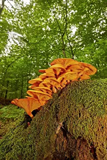 Clump: Jack-o'-lantern mushroom highly toxic fungus growing
