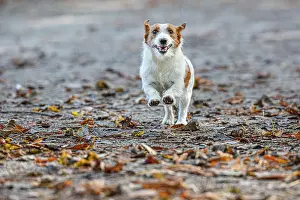 Russel: Jack Russel Terrier (Canis lupus familiaris) - in