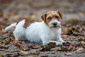 Russel: Jack Russel Terrier (Canis lupus familiaris) - in