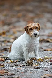 Russel: Jack Russel Terrier (Canis lupus familiaris) - in