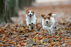 Russells: Jack Russel Terrier (Canis lupus familiaris) - in