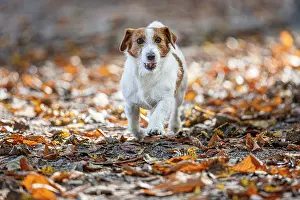 Russells: Jack Russel Terrier (Canis lupus familiaris) - in