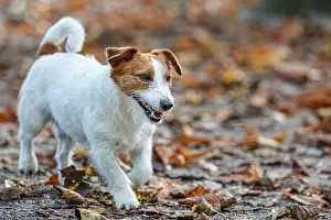 Russells: Jack Russel Terrier (Canis lupus familiaris) - in