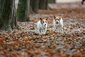 Russells: Jack Russel Terrier (Canis lupus familiaris) - in