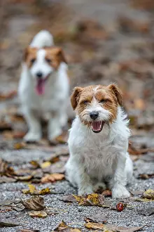 Russells: Jack Russel Terrier (Canis lupus familiaris) - in