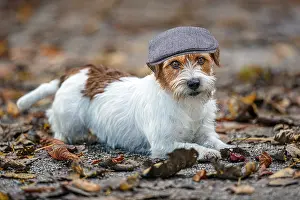 150821: Jack Russel Terrier (Canis lupus familiaris) - in a park amo