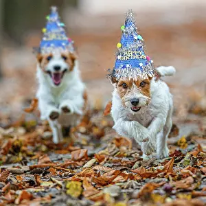 150821: Jack Russel Terrier (Canis lupus familiaris) - in a park amo