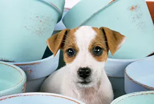 Russel: Jack Russel Terrier Dog - puppy among flower pots