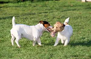 Russel: Jack Russel Terrier Dogs - playing