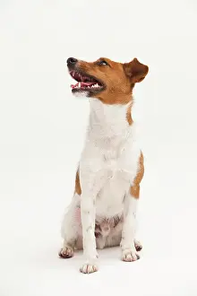 Postures: A Jack Russel Terrier performing different postures