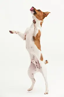 Postures: A Jack Russel Terrier performing different postures