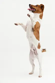 Postures: A Jack Russel Terrier performing different postures