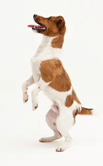 Postures: A Jack Russel Terrier performing different postures