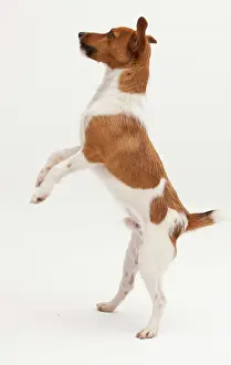 Postures: A Jack Russel Terrier performing different postures