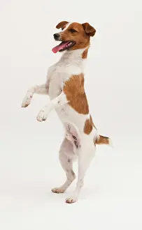 Postures: A Jack Russel Terrier performing different postures