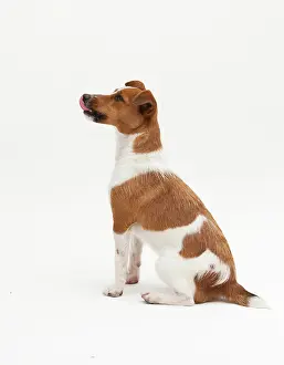 Postures: A Jack Russel Terrier performing different postures