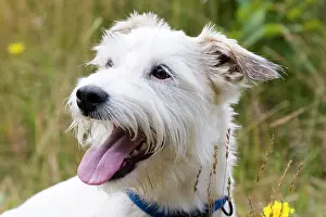Russel: Jack Russel terrier, portrait