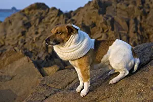 Scarf: Jack Russel Terrier with a scarf in winter France