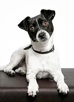 Sofa: Jack Russell, bitch
