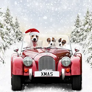 Fathers: Jack Russell Dog driving car with puppies through