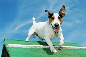 Obedience: Jack Russell DOG - jumping hurdle