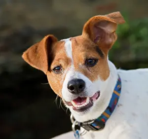 Pricked: Jack Russell Dog - portrait