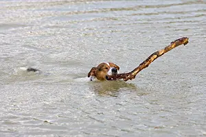 Sticks: Jack Russell Dog - swimming, with large stick