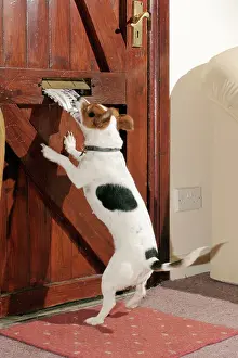 Newspaper: Jack Russell DOG - takes newspaper from letterbox