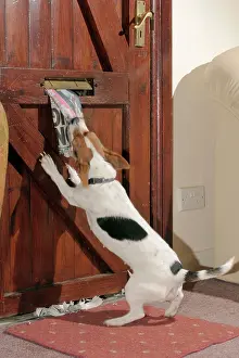 Newspaper: Jack Russell DOG - takes newspaper from letterbox