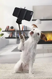 Sticks: Jack Russell DOg taking a selfie