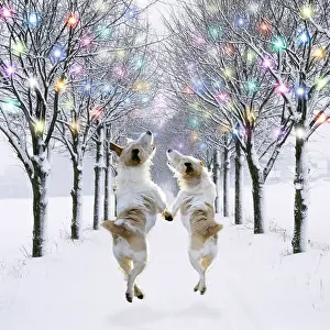 Ake Lindau: Jack Russell dogs jumping in mid-air, walking along