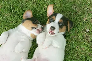 Backs: Jack Russell Dogs - puppies, male and female on backs