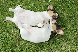 Backs: Jack Russell Dogs - two puppies, male and female on backs