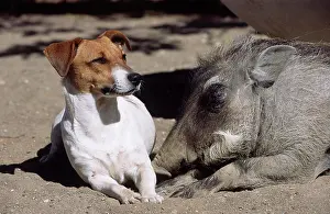 Warthogs: Jack Russell, friends with a Warthog (Phacochoerus
