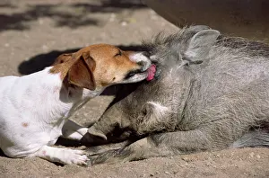 Warthogs: Jack Russell, friends with a Warthog (Phacochoerus