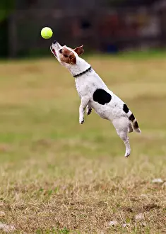 Fetching: Jack Russell - jumping for ball