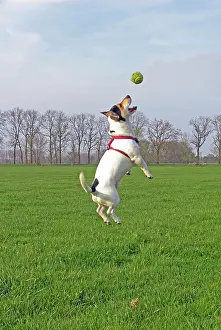 Rattler: Jack Russell jumps in the air, Germany, Europe