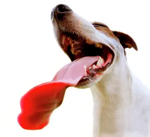 Proportion: Jack Russell with long tongue, Berlin, Germany