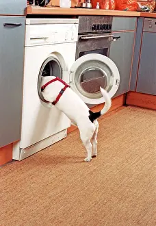 Household: Jack Russell looks into washing machine, Germany