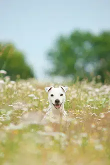 Parson: Jack Russell - Parson Russell Terrier, male, sitting