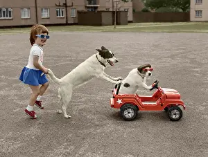 Jack: Jack Russell plays with girls, England, Great Br