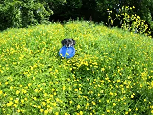 Jack: Jack Russell / Pug cross (Jug) - in buttercups with frisbee