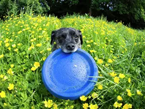 Jack: Jack Russell / Pug cross (Jug) - in buttercups with frisbee