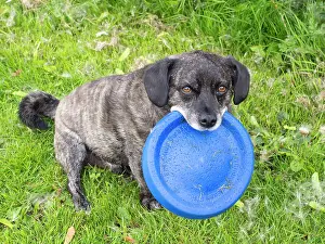 Jack: Jack Russell / Pug cross (Jug) - holding frisbee - UK