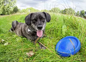 Jack: Jack Russell / Pug cross (Jug) - in meadow with frisbee - UK