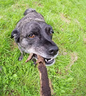 Jack: Jack Russell / Pug cross (Jug) - in meadow with stick - UK